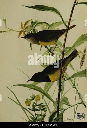 *Birds of New York* (1910) fournit un guide complet des espèces d’oiseaux de New York, y compris des descriptions détaillées, des habitats et des comportements des espèces indigènes et migratrices. Banque D'Images