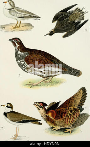 « A Popular Handbook of the Birds of the United States and Canada » (1903) fournit un guide complet sur les espèces d'oiseaux que l'on trouve en Amérique du Nord. Le livre comprend des caractéristiques d'identification, des modèles de comportement et la répartition géographique des oiseaux. Banque D'Images