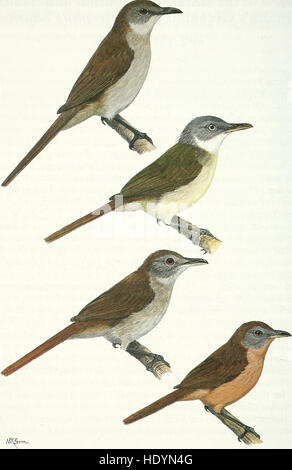 L'édition 2000 du 'Bulletin of the British Ornithologists' Club' présente les dernières recherches et études en ornithologie, couvrant les espèces d'oiseaux, le comportement et les efforts de conservation à travers le monde. Banque D'Images