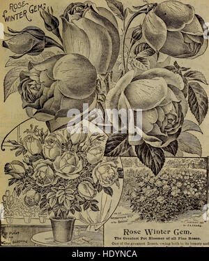 Ce catalogue, publié en 1913, propose une variété de bulbes d'automne, de plantes, de graines, de nouveaux arbustes et de variétés de fruits pour les amateurs de jardinage. Il fournit des descriptions détaillées de chaque plante, conçues pour aider les jardiniers à planifier la saison de plantation d'automne. Banque D'Images