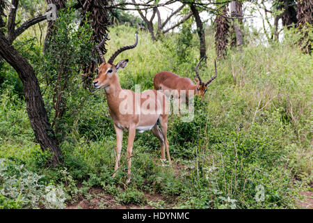 Jeune mâle antilope impala dans le pâturage de prairies boisées Banque D'Images