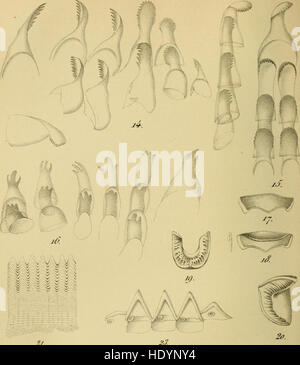 Cette publication de 1863 de l'Académie Royale des Sciences, lettres et Beaux-Arts de Belgique comprend des recherches et des découvertes dans les domaines de la science, de la littérature et des beaux-arts Il couvre un large éventail de sujets intellectuels et artistiques. Banque D'Images