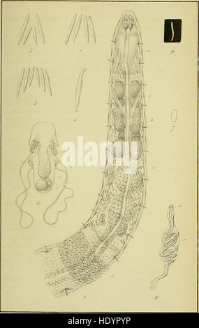 *Bulletins de l'Académie Royale des Sciences* (1854) est une collection de documents savants de l'Académie Royale des Sciences, lettres et Beaux-Arts de Belgique. Il couvre un large éventail de disciplines académiques, y compris les sciences, la littérature et les arts, mettant en valeur le travail des chercheurs belges. Banque D'Images