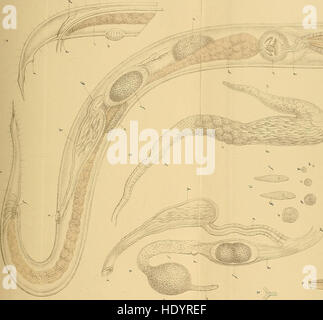 Bulletins de l'Acadie royale des sciences, des lettres et des beaux-arts de Belgique (1859) est une revue qui documente les réalisations scientifiques, littéraires et artistiques en Belgique. Il couvre des sujets dans diverses disciplines, y compris les arts et les sciences. Banque D'Images