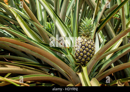 Plantes d'Ananas Dole Plantation, Wahiawa, Oahu, Hawaii. Banque D'Images