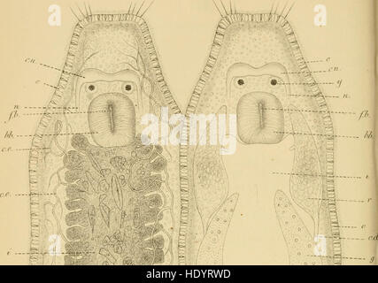 Bulletins de l'Académie royale des sciences est une série de publications qui présente les recherches et les découvertes scientifiques de l'Académie des sciences. Il comprend des articles sur divers domaines scientifiques, des mathématiques à la physique et à la biologie. Banque D'Images