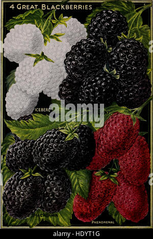 Printemps 1922 - Des enfants qui remplissent les graines des plantes qui s'il vous plaît les bulbes Fleurs fruits que l'ours (1922) Banque D'Images