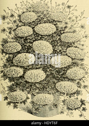 La chronique des jardiniers - un journal illustré hebdomadaire de l'horticulture et les sujets connexes (1880) Banque D'Images