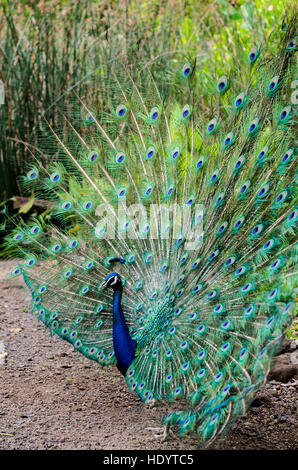 Pavo cristatus paon indien Waimea Valley Audubon, Park, North Shore, Oahu, Hawaii. Banque D'Images