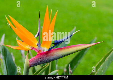 Oiseau du Paradis Strelitzia flower Waimea Valley Audubon, Park, North Shore, Oahu, Hawaii. Banque D'Images