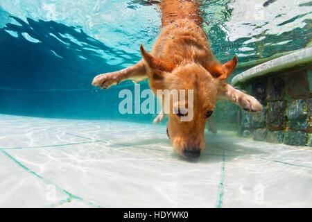 Funny photo sous-marine de golden labrador retriever dog in swimming pool jouer avec plaisir - sauts, plongée en profondeur. Banque D'Images