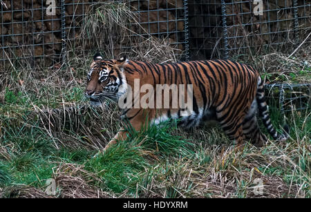 Londres, Royaume-Uni. 15 Décembre, 2016. Profiter de Noël à tigres ZSL London Zoo le 15 décembre 2016, Londres, Royaume-Uni. Photo par voir Li/Photo crédit : Capital Voir Li/Alamy Live News Banque D'Images