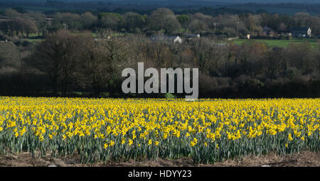 Penzance, Cornwall, UK. 15 décembre 2016. Météo britannique. Un champ de jonquilles en pleine floraison s'allumer une journée grise dans un champ à la périphérie de Penzance. Credit : Kernow Plant Pics/Alamy Live News Banque D'Images