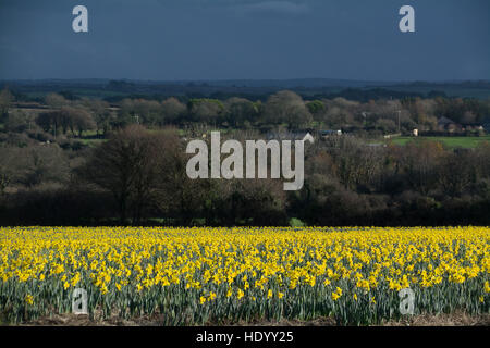 Penzance, Cornwall, UK. 15 décembre 2016. Météo britannique. Un champ de jonquilles en pleine floraison s'allumer une journée grise dans un champ à la périphérie de Penzance. Credit : Kernow Plant Pics/Alamy Live News Banque D'Images