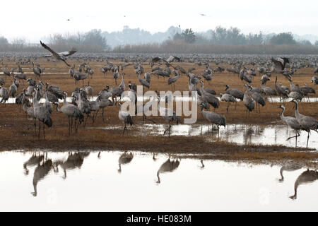 (161216) -- Vallée de Hula, 16 décembre 2016 (Xinhua) -- au troupeau de grues gris Agamon Hula Lake dans la vallée de Hula dans le nord d'Israël, le 16 décembre 2016. Quelques 44 000 grues gris passé cet hiver dans l'Agamon Hula Lake au lieu de migrer vers l'Afrique, en profitant de la source d'eau artificiel. (Yucheng Garden/Gil Cohen Magen) Banque D'Images