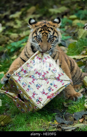 Londres, Royaume-Uni. 15 Décembre, 2016. Six mois vieux tigre de Sumatra d'oursons et Karis Achille open rip cadeaux de Noël au ZSL London Zoo © Guy Josse/Alamy Live News Banque D'Images