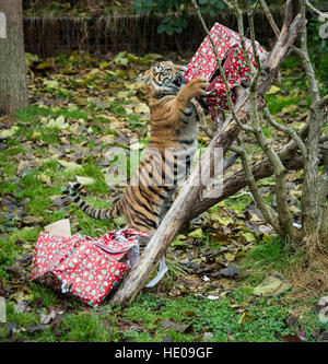 Londres, Royaume-Uni. 15 Décembre, 2016. Six mois vieux tigre de Sumatra d'oursons et Karis Achille open rip cadeaux de Noël au ZSL London Zoo © Guy Josse/Alamy Live News Banque D'Images