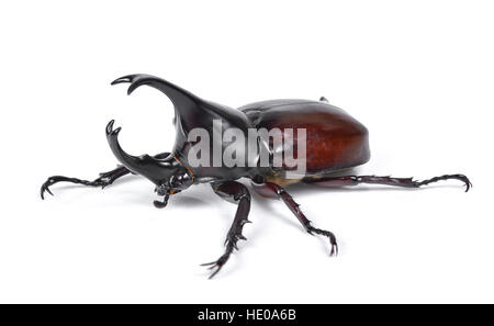 Homme du scarabée rhinocéros, Hercules beetle, Unicorn beetle, corne beetle isolated on white Banque D'Images