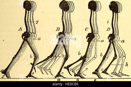 La traction animale, ou la marche, la natation, et battant, avec une thèse sur l'aC3ABronautics (1874) Banque D'Images