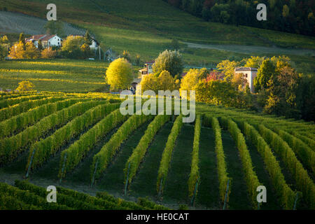 Soirée d'automne du soleil sur les vignes près de Barolo, Piemonte, Italie Banque D'Images