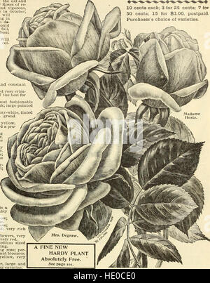Le catalogue de graines de Maule 1896 fournit une liste complète de graines pour diverses plantes, détaillant les variétés de fleurs, de légumes et d'arbres disponibles pour la plantation. Il sert de guide aux jardiniers et aux horticulteurs. Banque D'Images