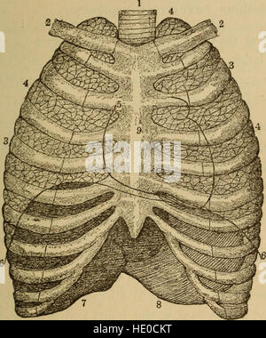 Un corps en bonne santé. Un manuel de l'anatomie, la physiologie, l'hygiène, l'alcool et des stupéfiants. Pour une utilisation dans des grades intermédiaires dans les écoles publiques et privées (1889) Banque D'Images