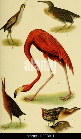 Un manuel populaire des oiseaux du Canada et des États-Unis (1905) Banque D'Images