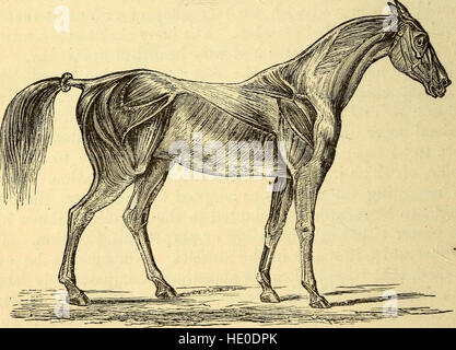 La traction animale, ou la marche, la natation, et battant, avec une thèse sur l'aC3ABronautics (1874) Banque D'Images