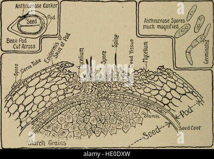 Un guide de botanique 1909 pour les débutants, axé sur les principes de base de la biologie végétale. Le texte introduit les concepts clés de la croissance, de la classification et de l'anatomie des plantes, conçus pour les étudiants débutants et les amateurs. Banque D'Images