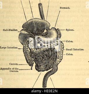 Anatomie et physiologie élémentaires - pour les collèges, académies, écoles et autres (1869) Banque D'Images