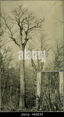 Arbres et forêts de Caroline du Nord (1897) Banque D'Images