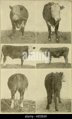 Stock rentable l'alimentation ; un livre pour l'agriculteur (1906) Banque D'Images