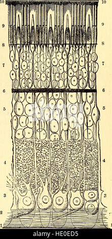 Ce texte de 1883 sur la zoologie comparative examine les différences structurelles et systématiques entre les espèces animales. Il sert de ressource académique pour les étudiants des écoles et collèges qui étudient la classification des animaux et l'anatomie. Banque D'Images