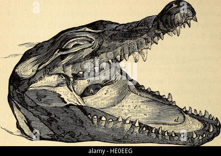Comparative Zoology, structurel et systématique - pour une utilisation dans les écoles et collèges (1883) Banque D'Images