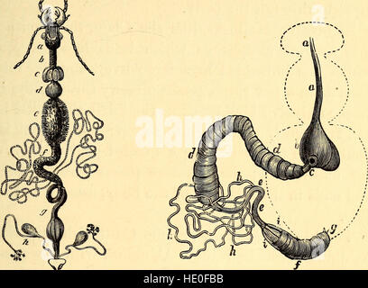 'Comparative Zoology, Structural and Systematic' (1883) est un texte pédagogique axé sur l'étude comparative des structures et de la classification des animaux. Il est conçu pour être utilisé dans les écoles et les collèges, offrant une approche systématique de la zoologie. Banque D'Images