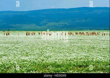 Les antilopes Eland traversant la plaine d'Olduvai près de Serengeti, recouvert d'herbe à fleurs blanches Banque D'Images