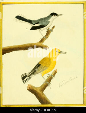 Planches enluminées d'histoire naturelle (1765) est une œuvre richement illustrée sur l'histoire naturelle, avec des représentations détaillées de plantes, d'animaux et de minéraux. Le livre donne un aperçu de la classification et de l'étude des spécimens naturels au XVIIIe siècle. Banque D'Images