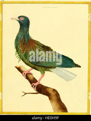 Cette publication de 1765 présente des planches illuminées sur l'histoire naturelle, présentant des illustrations détaillées de plantes, d'animaux et de divers phénomènes naturels. L’œuvre fournit une représentation visuelle de la compréhension scientifique de la nature au XVIIIe siècle. Banque D'Images