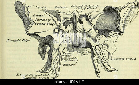 Cette ressource électronique de 1860 offre un guide complet de l'anatomie humaine, axé sur les aspects descriptifs et chirurgicaux. Il fournit des illustrations anatomiques détaillées et des descriptions, ce qui en fait une référence précieuse pour les professionnels de la santé et les étudiants. Banque D'Images