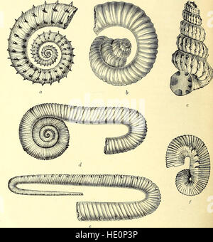 Un guide pour les animaux invertébrés fossiles dans le département de géologie et de paléontologie au British Museum (Natural History) (1907) Banque D'Images