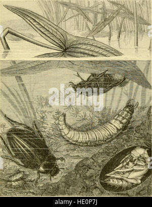 Les transformations (ou métamorphoses) d'Insectes (Insecta, Myriopodes, arachnides et les crustacés) - être une adaptation, pour les lecteurs français, de M. C389m Blanchard's 22métamorphoses, moeurs et instincts Banque D'Images