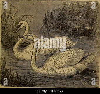 *Little Folks in Feathers and fur, and Others in Nor* (1875) est un livre pour enfants qui présente aux jeunes lecteurs une variété d'animaux, discutant de leurs caractéristiques naturelles et de leur comportement. Banque D'Images