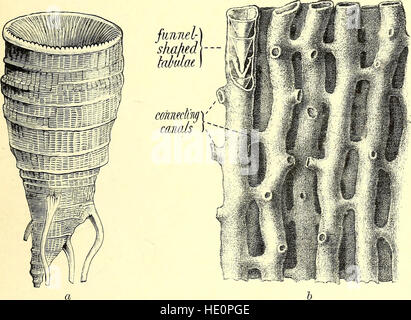 Un guide pour les animaux invertébrés fossiles dans le département de géologie et de paléontologie au British Museum (Natural History) (1907) Banque D'Images