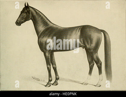 Le pure Arabians et Americo-Arabs Huntington (chevaux) ; un catalogue contenant l'histoire, opinions et suggestions par rapport au chevaux arabes et de chevaux (1908) Banque D'Images