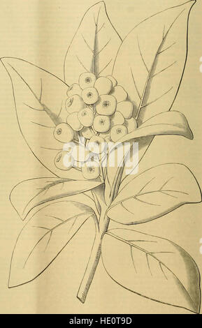 L'édition 1889 de The Gardener's Chronicle propose une revue hebdomadaire illustrée axée sur l'horticulture, les techniques de jardinage et des sujets connexes, offrant des conseils d'experts et des tendances dans le domaine. Banque D'Images