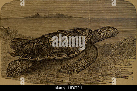 *Little Folks in Feathers and fur, and Others in Nor* (1875) est un livre pour enfants qui présente aux jeunes lecteurs divers animaux, y compris les oiseaux, les mammifères et d'autres créatures, en soulignant leurs caractéristiques et leurs comportements. Banque D'Images