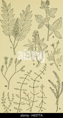 Un guide illustré pour les plantes à fleurs de l'Atlantique centre et états de la Nouvelle-Angleterre (sauf les graminées et carex) la description en langage familier (1910) Banque D'Images