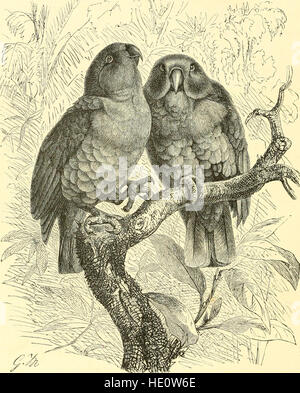 *The Royal Natural History* (1893) est un ouvrage complet qui explore divers aspects du monde naturel, y compris la vie végétale et animale, les écosystèmes et les études environnementales. Il met en lumière les connaissances scientifiques de la fin du XIXe siècle sur l'histoire naturelle. Banque D'Images