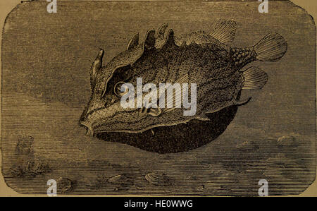 *Little Folks in Feathers and fur* (1875) est une collection d'histoires et d'illustrations sur divers animaux, mettant l'accent sur les oiseaux, les mammifères et d'autres créatures aux traits remarquables. Banque D'Images