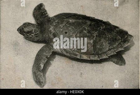 Publié en 1915, 'The Reptile Book' propose une exploration accessible des reptiles, y compris les tortues, tortues, crocodiles, lézards, et les serpents, en se concentrant sur leur anatomie, leur comportement et leur habitat aux États-Unis et dans le nord du Mexique. Banque D'Images